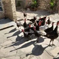 بوقلمون ماده|حیوانات مزرعه|دره شهر, |دیوار