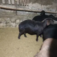 بره غزل و قاره غزل