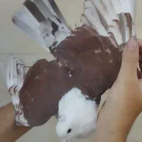 کلاغ کربلایی ماده هفت‌رنگ وسرخ|پرنده|تربت‌حیدریه, باغ سلطانی|دیوار