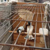 قفس پرون همراه پرنده|پرنده|اهواز, کوی کربن|دیوار