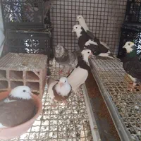 کبوترا مینودشت دزدیده شدن