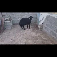 فروش بره همو نر