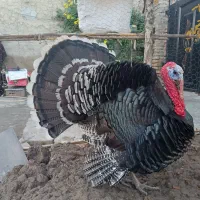 بوقلمون برنز و بوربون