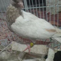 جوجه برای دستی کردن|پرنده|نرماشیر, |دیوار