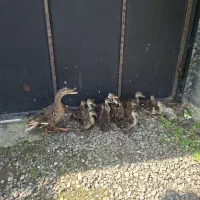 اردک بچه پروازی