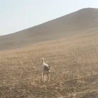 سگ گله گمشده|حیوانات|ابهر, |دیوار