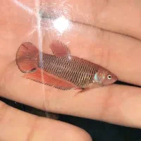 فایتر بتا|ماهی|تهران, الهیه|دیوار