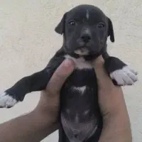 توله سگ پیت بول