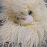 گربه پشمالو