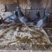 کبوتر خون خالص