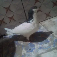 کبوتر ماده ساده چپ|پرنده|زهک, |دیوار