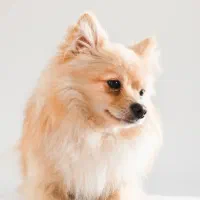 یک عدد سگ گم شده سفید قهوه ای  پا کوتاه