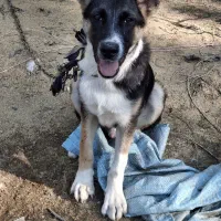 سگ ژرمن