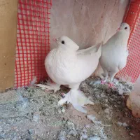 سگ کفتر کبوتر|سگ|یزد, |دیوار