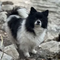 سگ پامر ماده