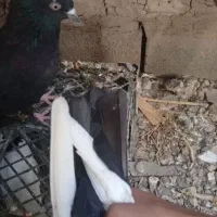 شادگان|پرنده|شادگان, |دیوار