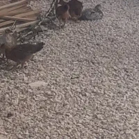جوجه مرغ