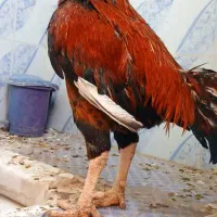مرغ لاری خروس لاری|حیوانات مزرعه|شیراز, قلعه نو|دیوار