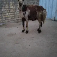 بره قوچ