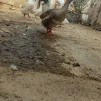 قوغاز نر وغاز ماده وجه غاز پنج ماه|حیوانات مزرعه|نگین شهر, |دیوار