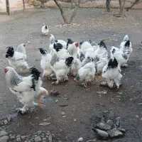 تخم مرغ برهما اصل رمانی