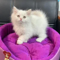 گربه. بریتیش. اسکاتیش. پرشین.|گربه|تهران, آبشار تهران (دریاچه)|دیوار