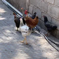 مرغ و خروس