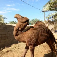 شتر نر لوک|حیوانات مزرعه|فهرج, |دیوار