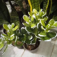 گل ملکه ومالک|فروش آپارتمان|بروجرد, |دیوار