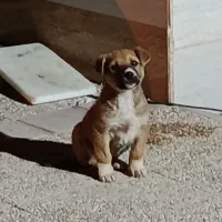 توله ترکی ماده اصل|سگ|بوشهر, |دیوار