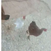 مرغ بومی اصل