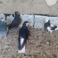 معاوضه دارم بایک جفت طوقی