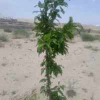 صفادشت-ارغش-اباد