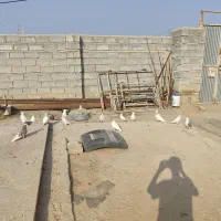 کبوتر|پرنده|سرپل ذهاب, |دیوار