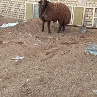 فروش  یک راس بره قوچ  ده ماهه قزل افشار عالی