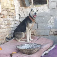 سگ گله|سگ|قزوین, |دیوار