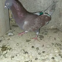 لوت درجه یک