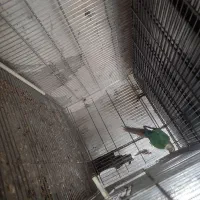 نر تراکویس کارداده