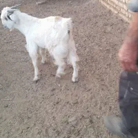 فروش کهره|حیوانات مزرعه|آباده, |دیوار