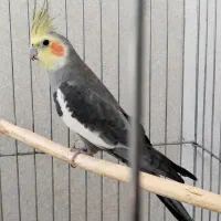 عروس هلندی زیبا