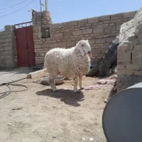 بره نر مری