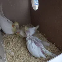 جوجه عروس لوتینو سرلاکی|پرنده|اردکان, |دیوار