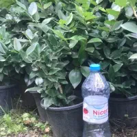 گل یاس گلدان ۳/۵|گل و گیاه طبیعی|واجارگاه, |دیوار