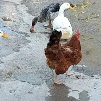 خروس ومرغ تخم گذار وتعدادی اردک و جوجه ۴ماهه|حیوانات مزرعه|کلاردشت, |دیوار