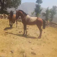 اسب  لری
