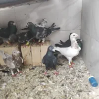 کفتر|پرنده|شیراز, شهدای شهرک سعدی|دیوار