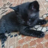 گربه|گربه|بجنورد, |دیوار