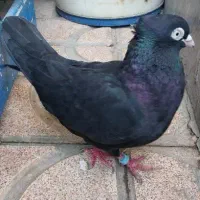 کبوتر زاغ آبادانی