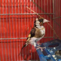 سهره نر