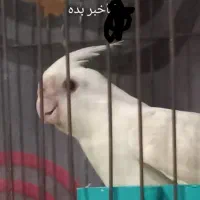 عروس هلندی گم شده